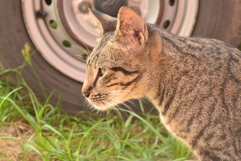 a-cat-789470_1280