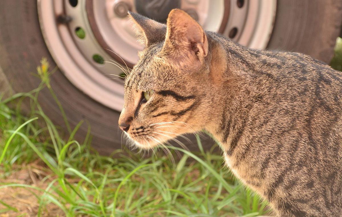 a-cat-789470_1280
