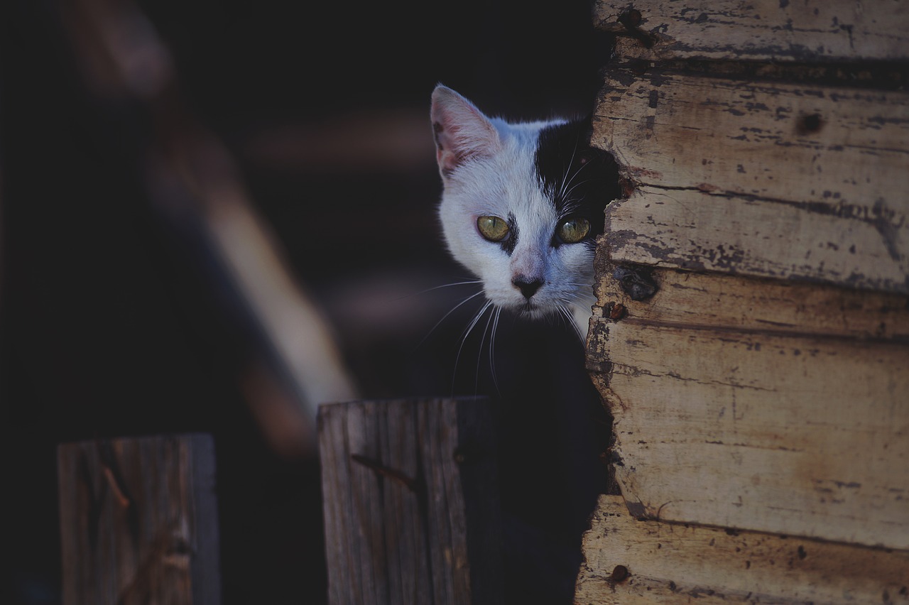 animal-1836631_1280
