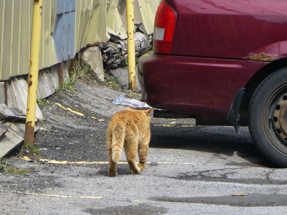stray-339020_1280