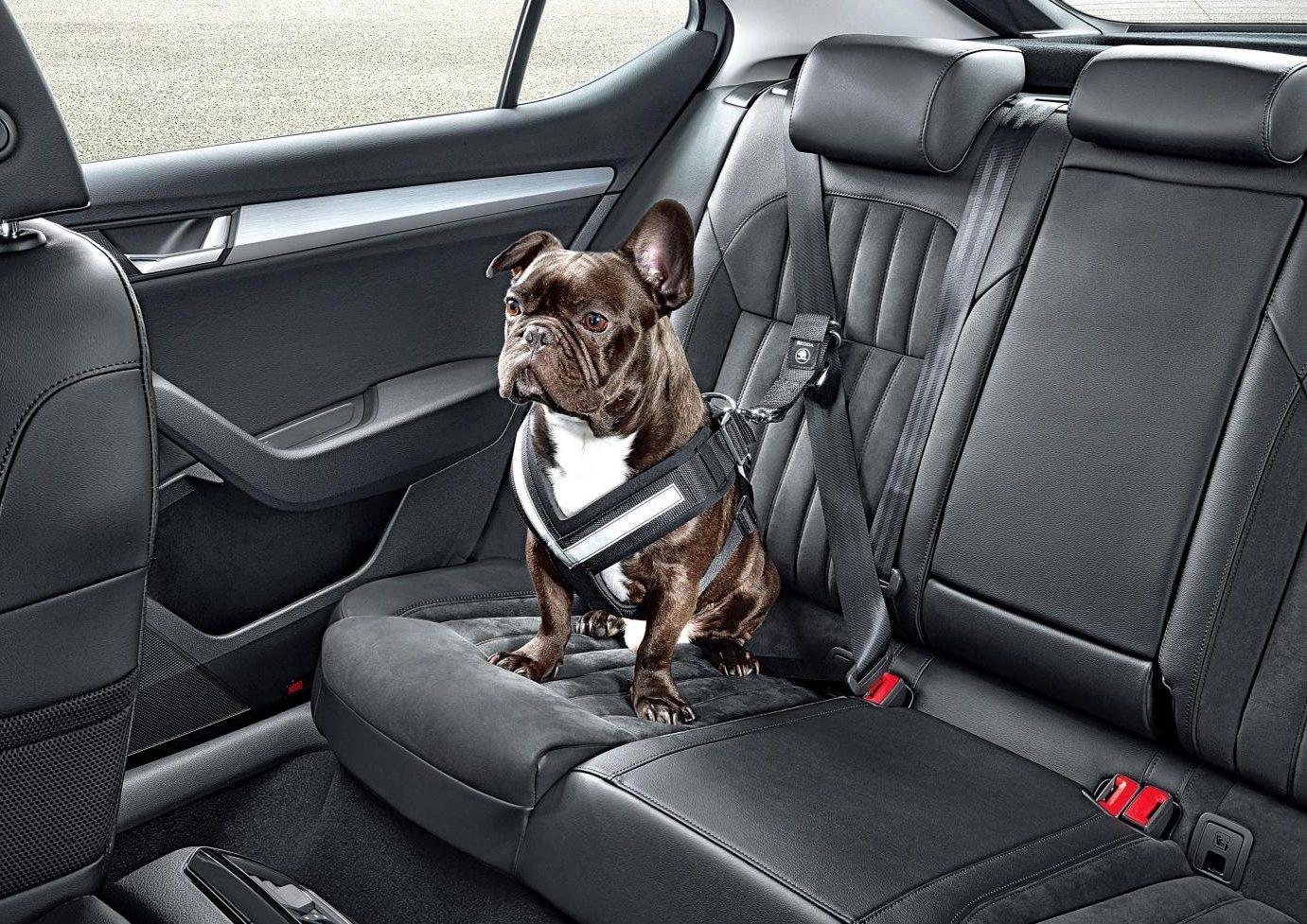 cao dog transporte dicas (1)