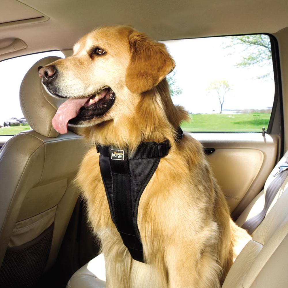 cao dog transporte dicas (2)