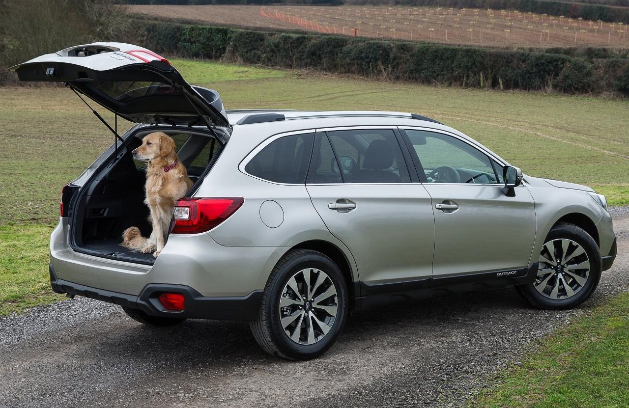 cao dog transporte dicas (3)
