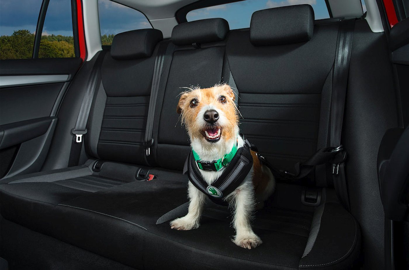 cao dog transporte dicas (6)