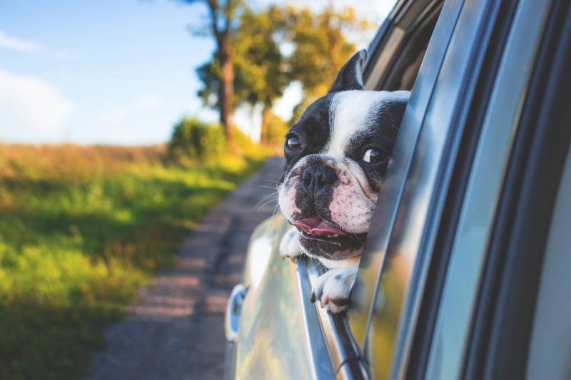 cão carro