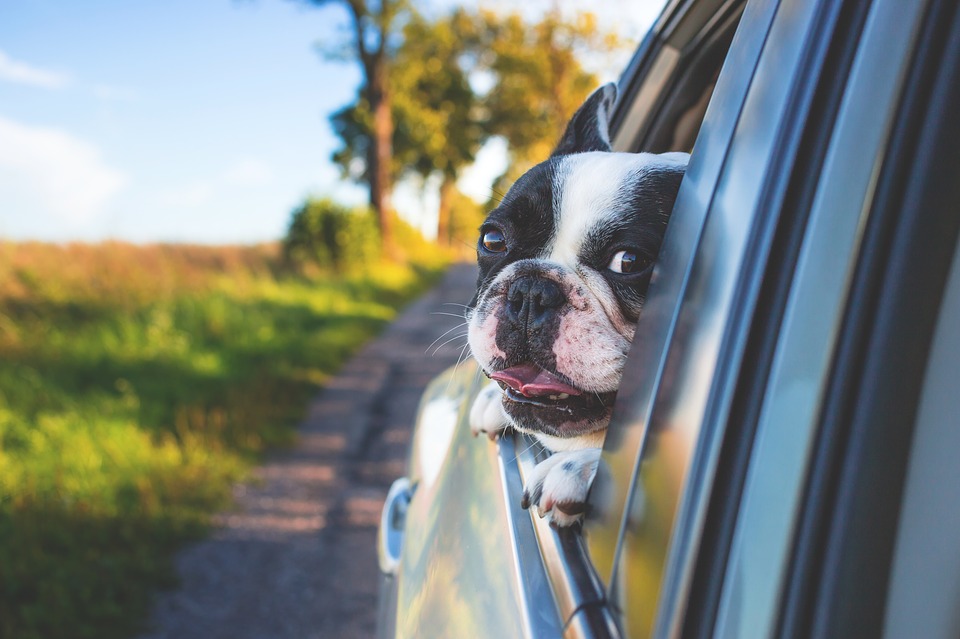cão carro