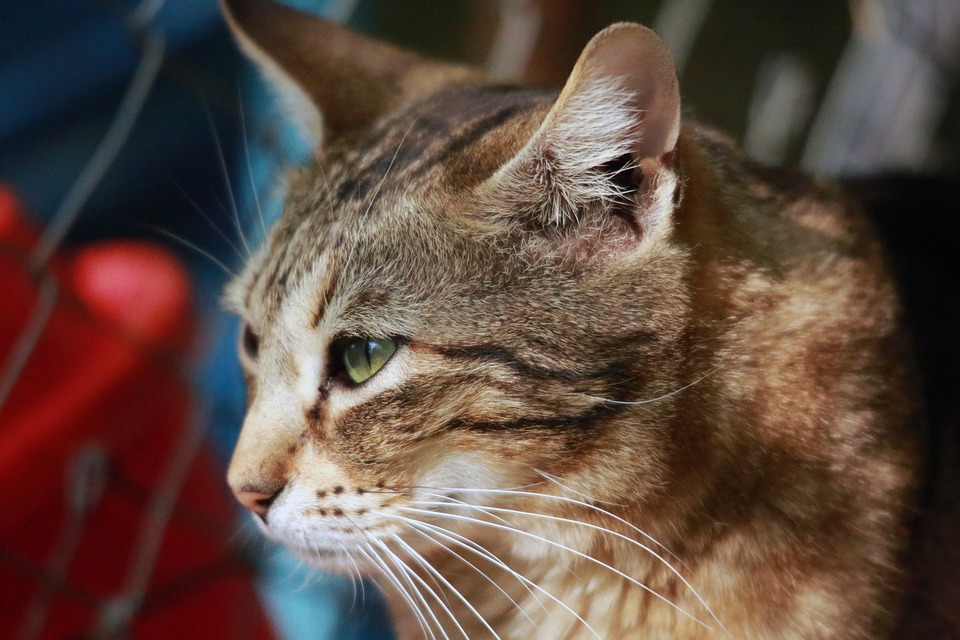 gato