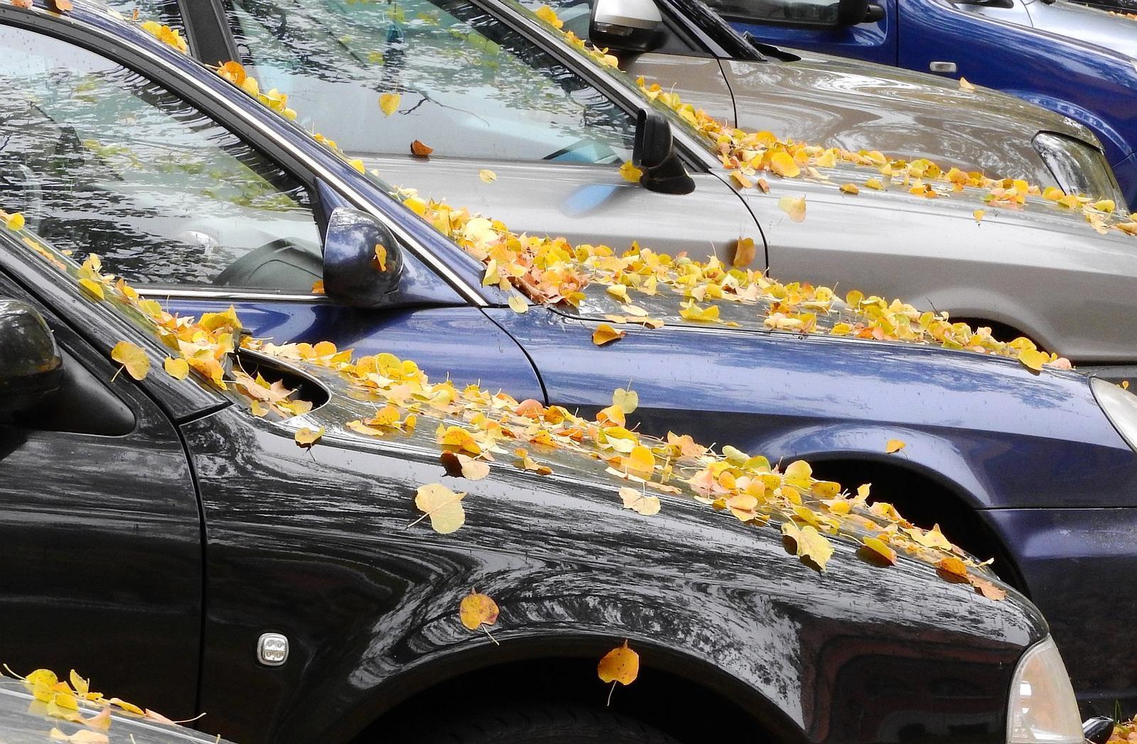 folhas carro outono dicas_6