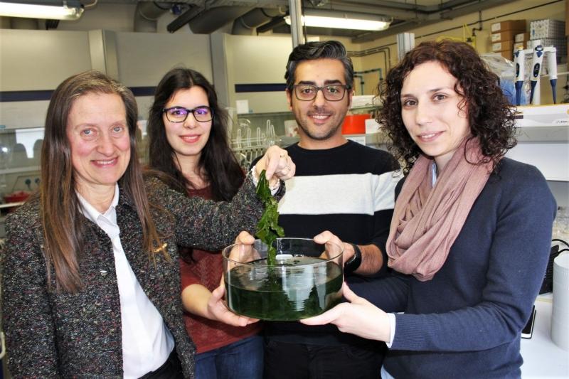 Iinvestigadores Eduarda Pereira, Joana Almeida, Bruno Henriques e Pau