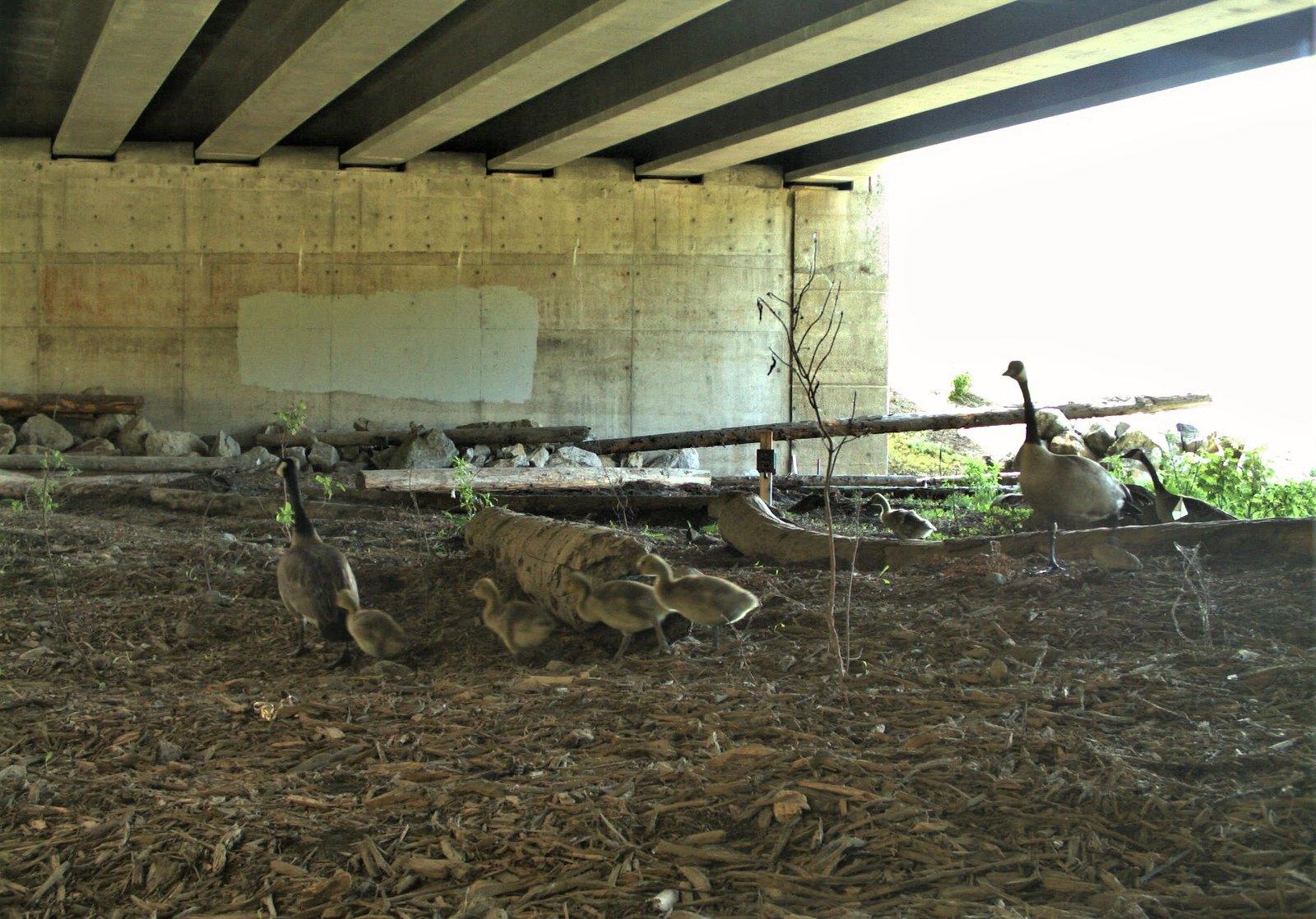 Passagens animais_Creditos_I-90 Animal Watch (1)