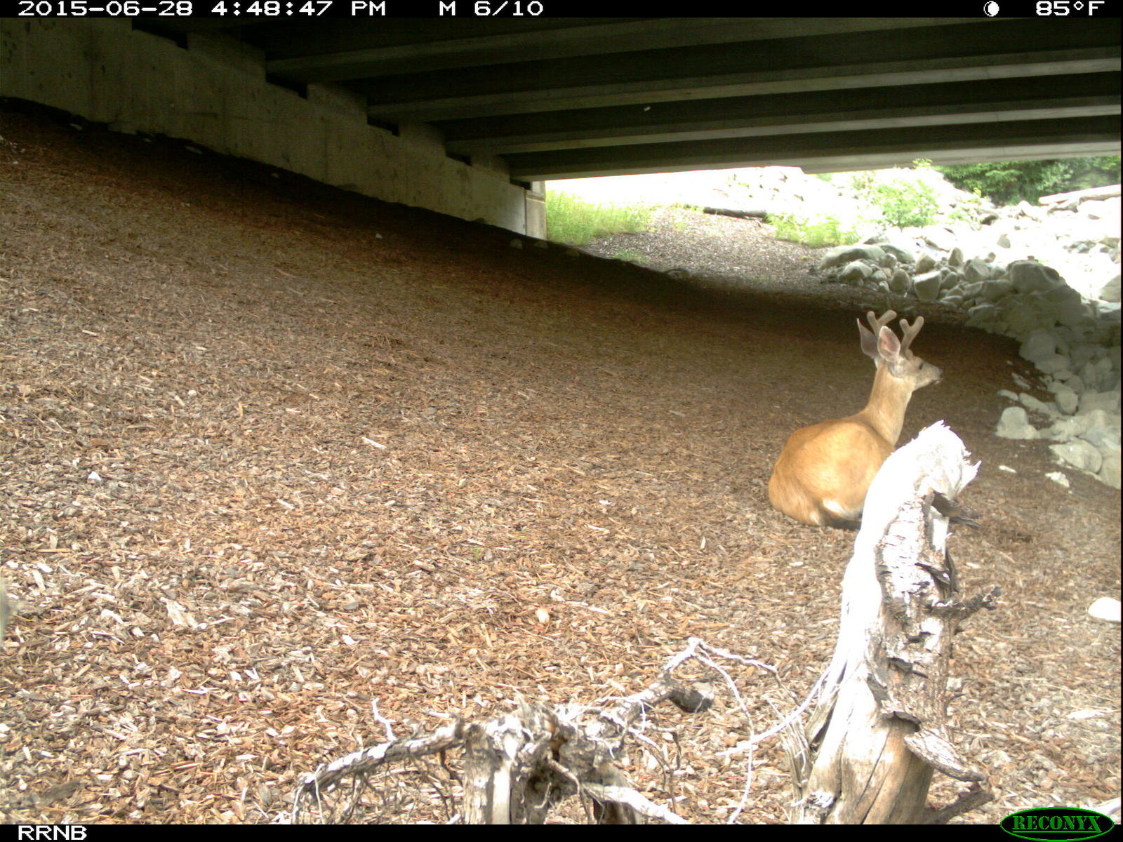 Passagens animais_Creditos_I-90 Animal Watch (2)