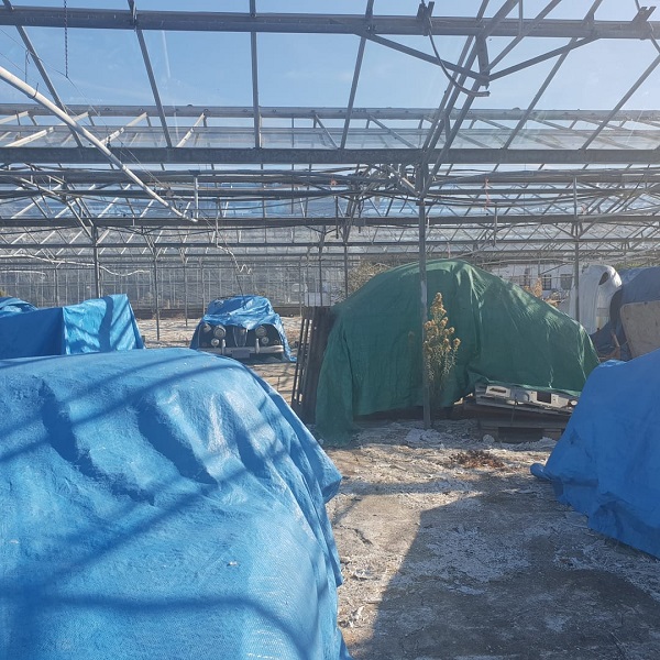 BG-greenhouse-1