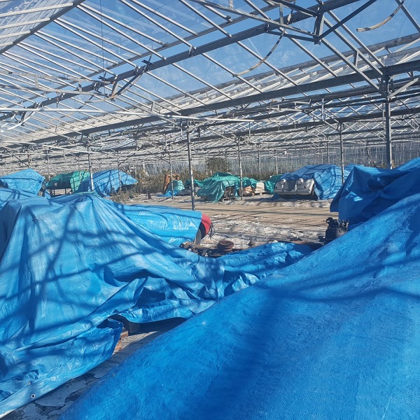 BG-greenhouse-2