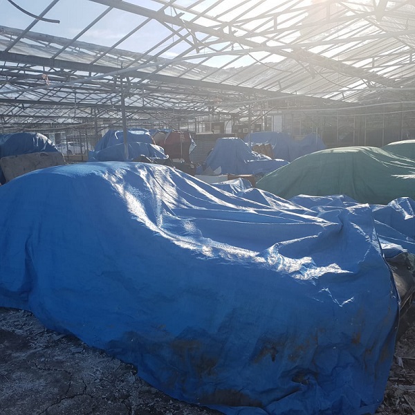 BG-greenhouse-3