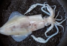 A matéria-prima do chef José Pinheiro #3: as lulas