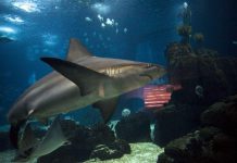 Aquário português foi eleito o melhor do mundo