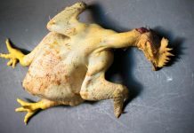 A matéria-prima do chef Marco Gomes #3: o galo