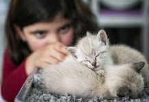 Uma doçura de café com gatos na Baixa de Coimbra