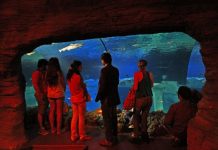 Dormir com tubarões e raias este fim de semana no Porto