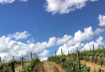 Este domingo há jazz na vinha em Évora