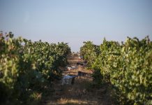 5 programas para ir vindimar no Douro e no Alentejo