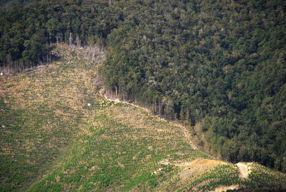 Deforestation_NZ_TasmanWestCoast_3_MWegmann_whxgzl