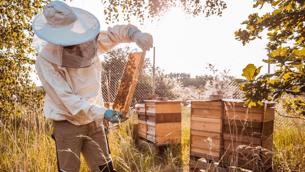 high_beekeepers_leipzig_2017_porsche_ag