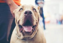 O cão que se ajusta à sua personalidade