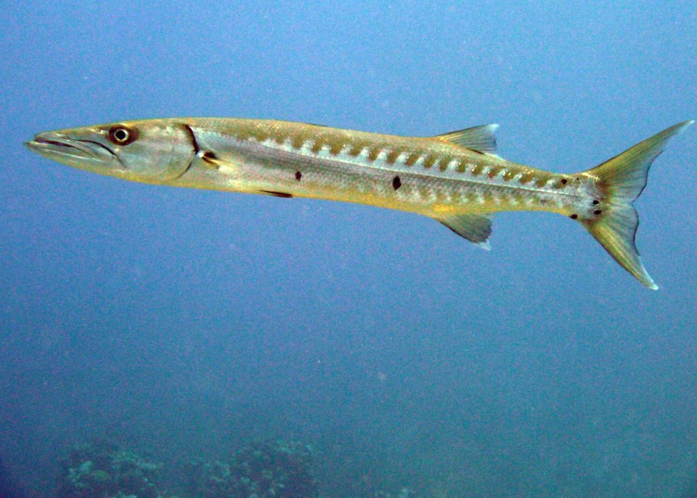 BARRACUDA