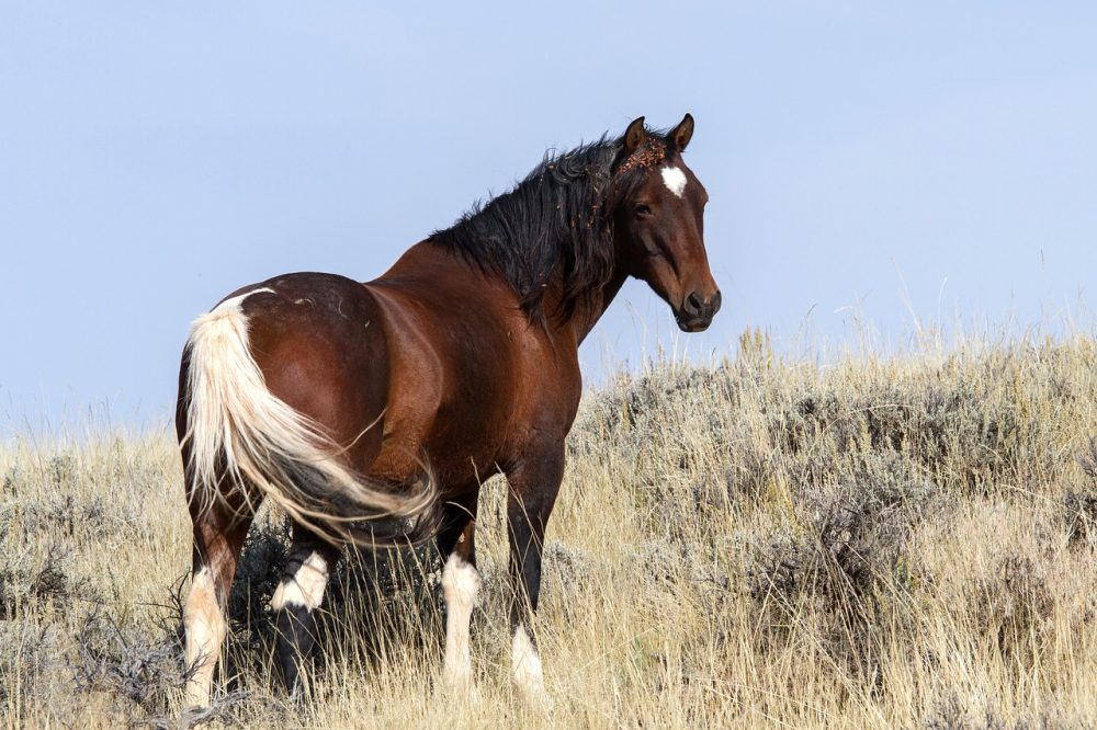 MUSTANG