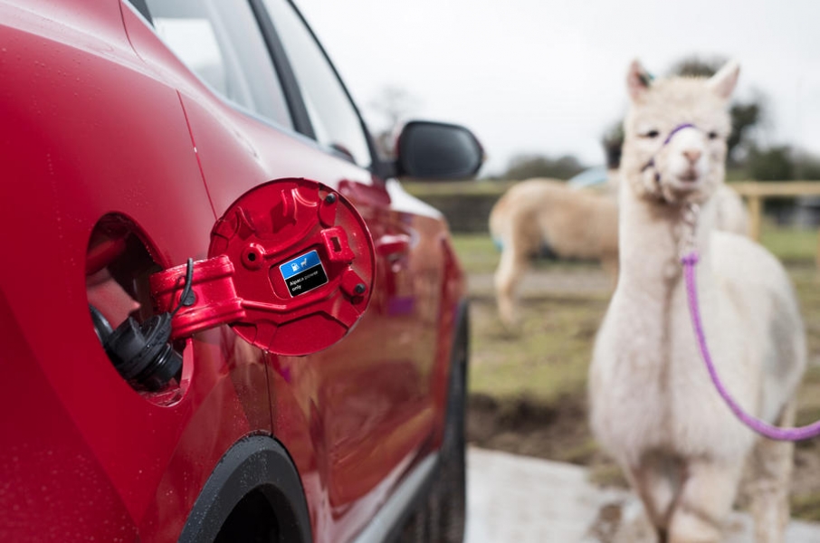 alpaca-power-2-960×600