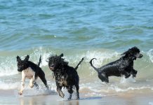 Haverá um novo parque e duas praias para cães em Esposende
