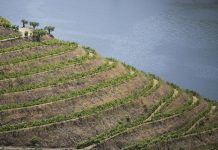 Já chegou a 1ª Rota de Enoturismo do Douro, e cabe no bolso