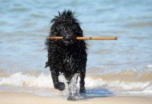 Esposende já tem duas praias onde os cães são bem-vindos