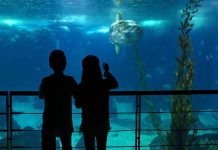 Lisboa: locais frescos e culturais para refrescar e aprender