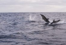 Um passeio de barco para ver golfinhos no Algarve