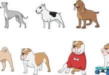 O melhor amigo de 4 patas para cada estilo de vida