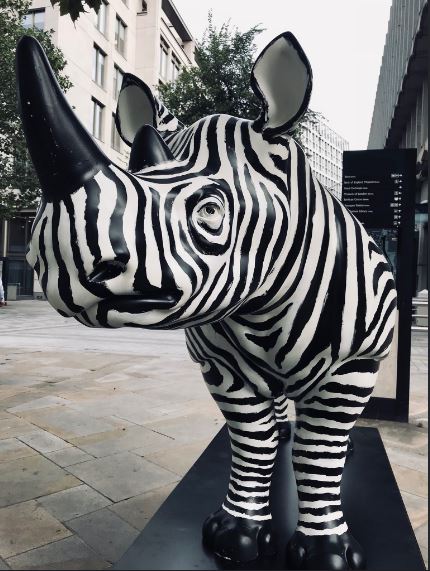 zebra