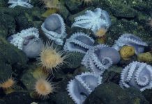 Foram encontrados mais de mil polvos juntos!