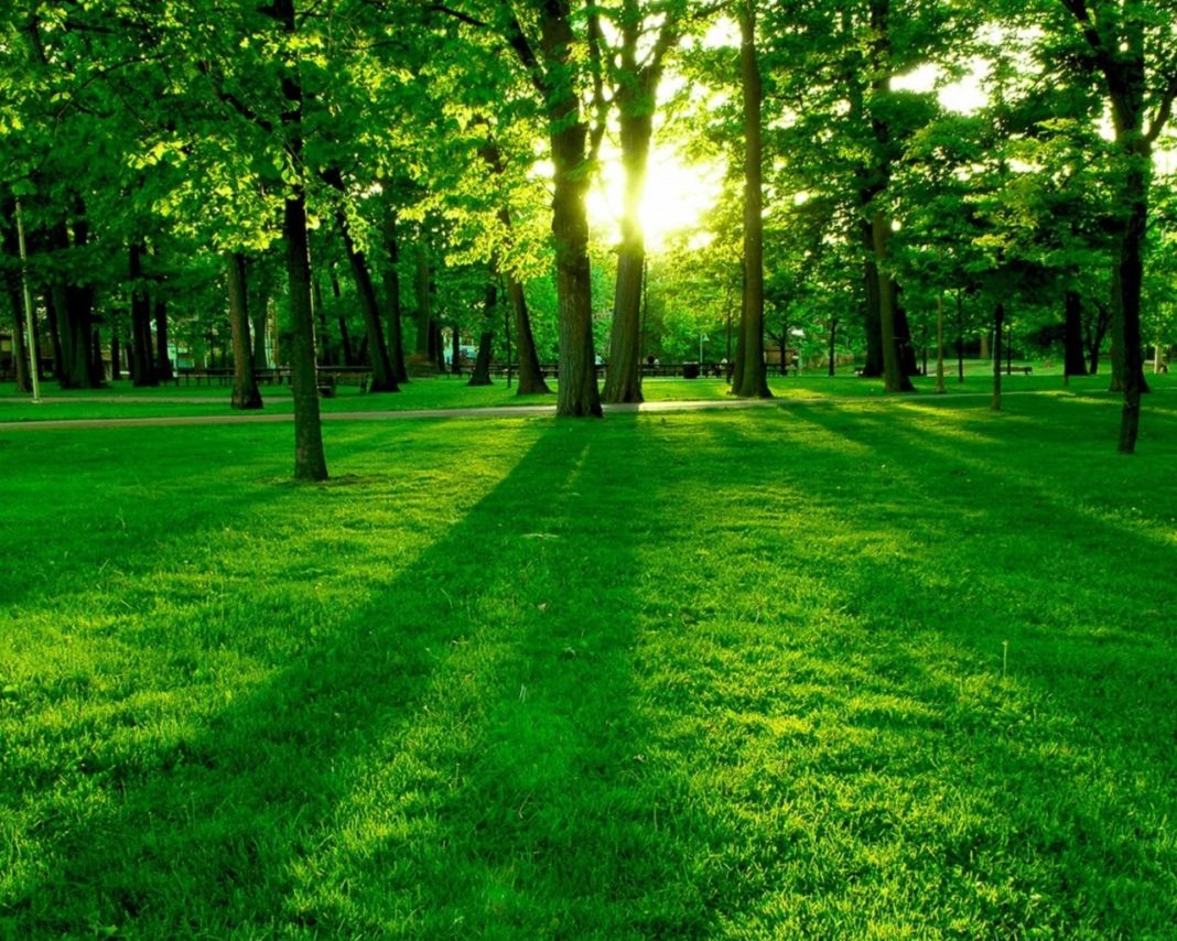 Green-Forest-Wallpaper-green-20036604-1280-1024-1068×854 (1)