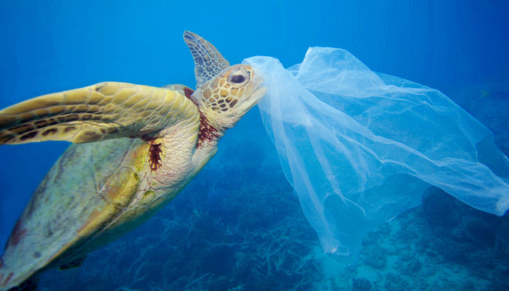 img-green-sea-turtle-with-plastic-bag-Great-Barrier-Reef-1400×800-735×420