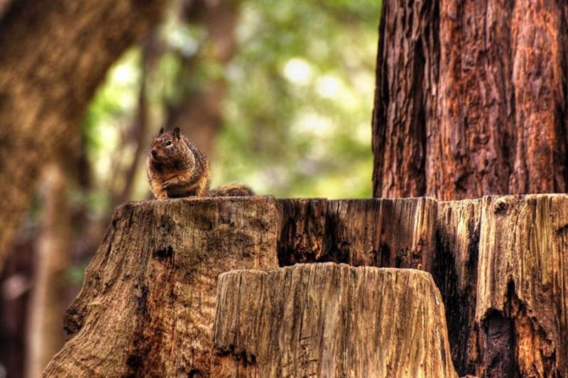 squirrel-on-a-tree-trunk-animal-hd-wallpaper-1920×1080-5510-1068×601