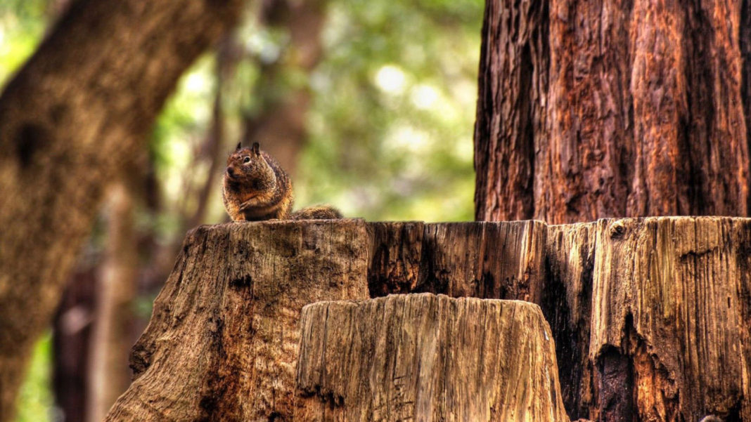 squirrel-on-a-tree-trunk-animal-hd-wallpaper-1920×1080-5510-1068×601