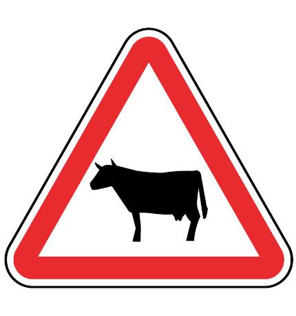 vaca