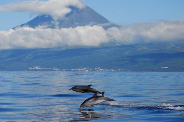 Azores-Dolphins_-848×566-1-629×420
