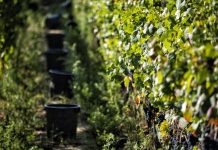 3 maneiras de descobrir as vinhas e os vinhos do Dão