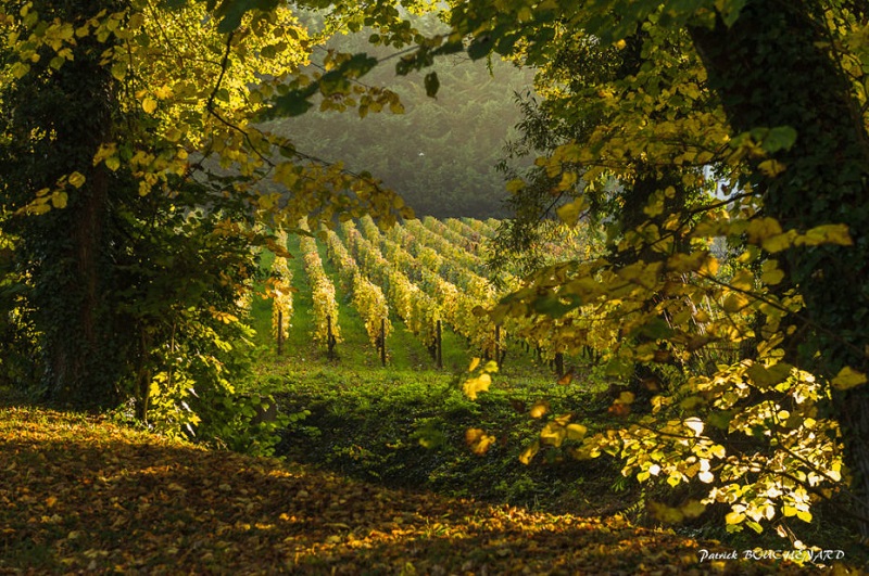 Vignoble d’automne