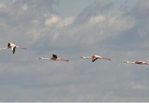 Esta semana fomos… ver arte à Alfândega e navegar pelo Rio Sado