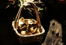 Míscaros são os reis de festival na Serra da Gardunha