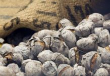 Tudo o que vai acontecer em novembro no Algarve